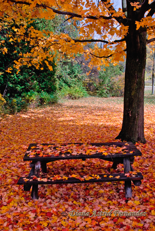 Ontario-Park-in-the-fall